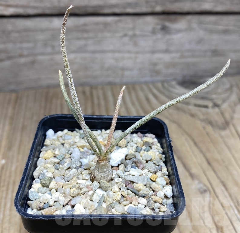 SHPR30935 Astrophytum caput-medusae own roots