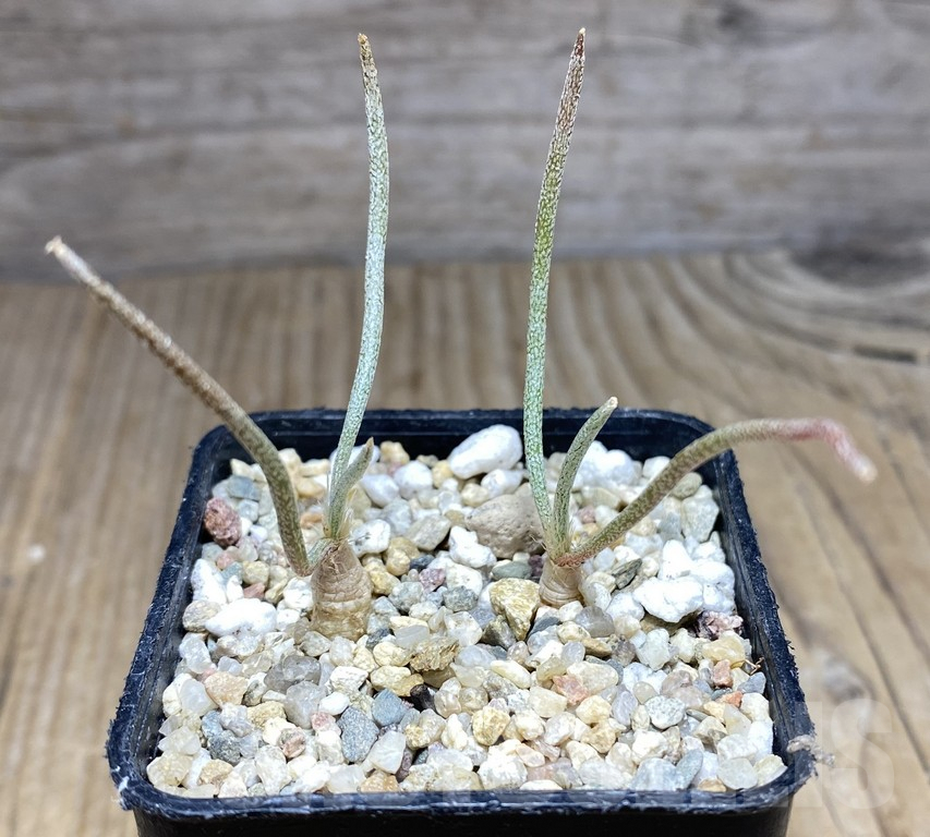 SHPR30936 Astrophytum caput-medusae own roots 2 plants - Imagen 2