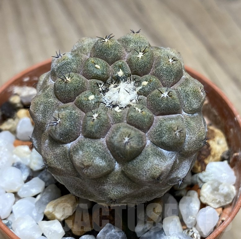 SHPR30938 Copiapoa hypogaea v. barquitensis