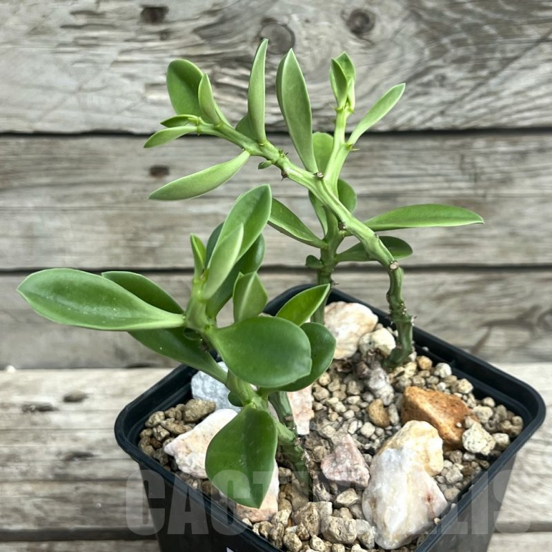 SHPR30305 Euphorbia platyrrhiza