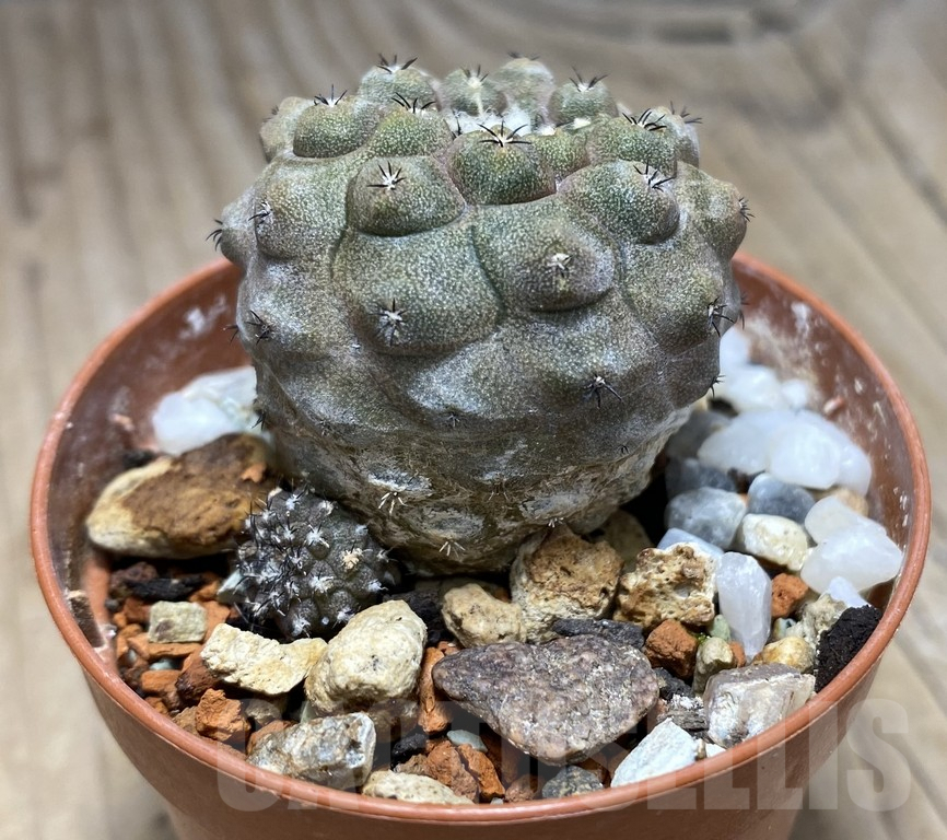 SHPR30938 Copiapoa hypogaea v. barquitensis - Image 2