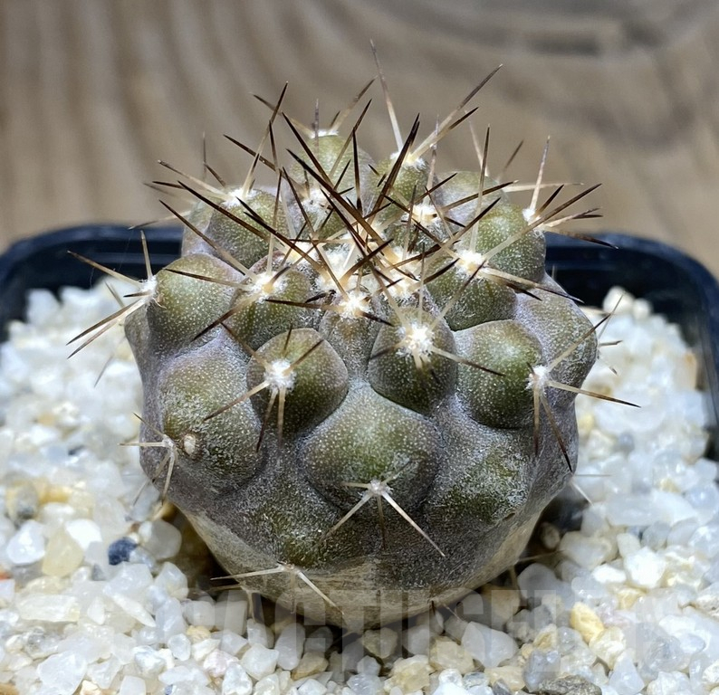 SHPR30939 Copiapoa cinerea -San Ramon-