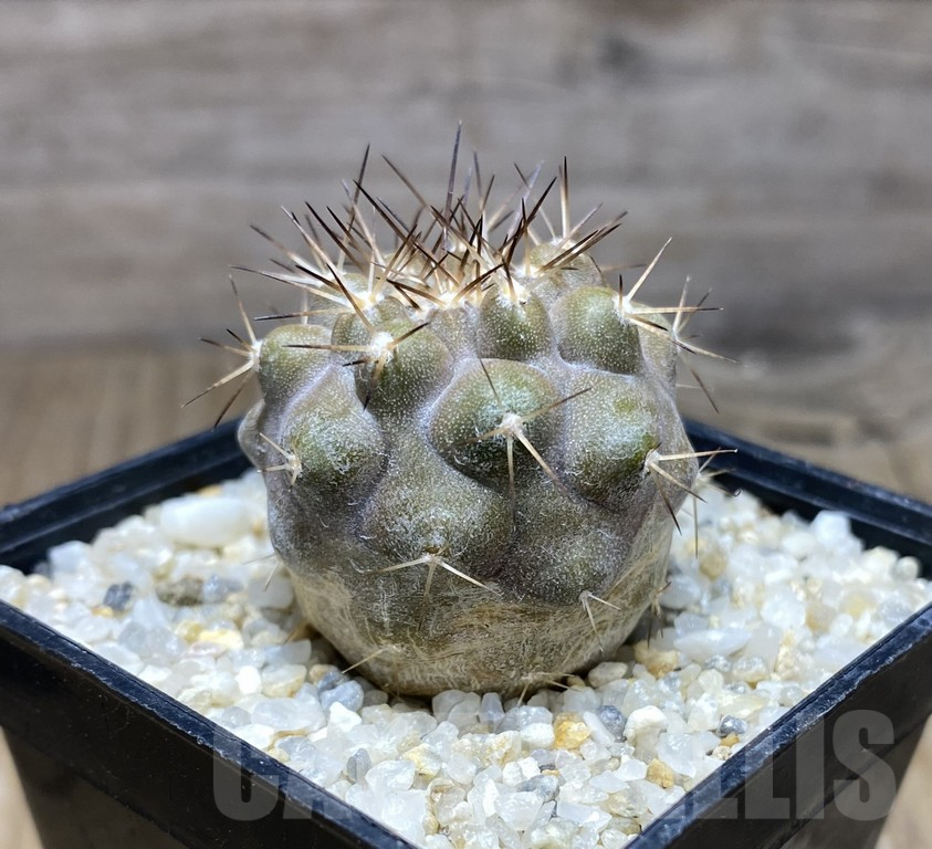 SHPR30939 Copiapoa cinerea -San Ramon- – Image 2