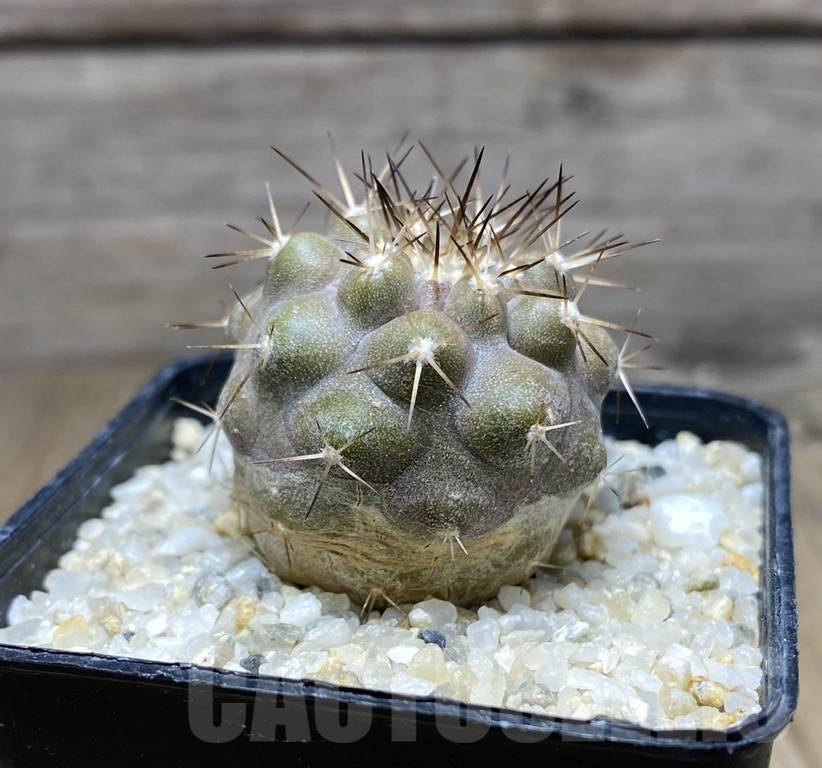 SHPR30939 Copiapoa cinerea -San Ramon- – Image 3