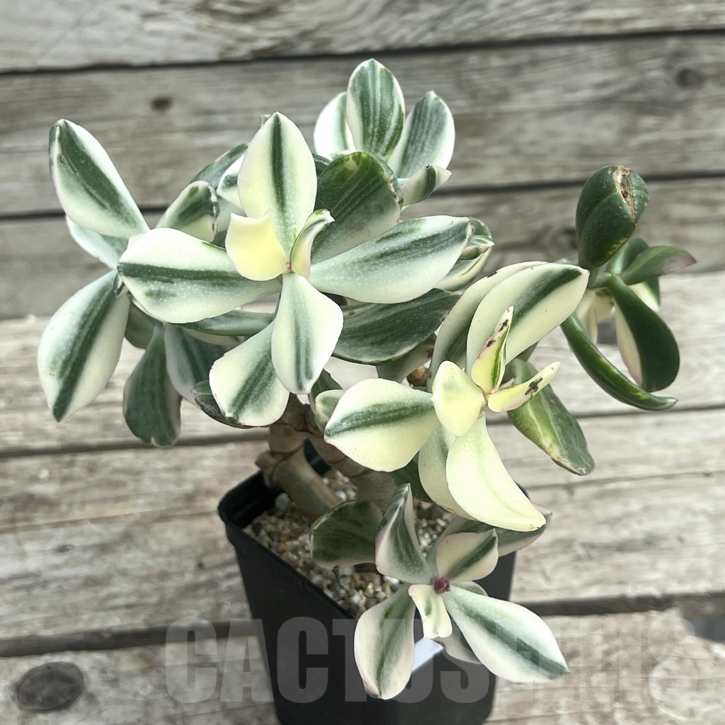 SHPR30307 Crassula arborescens ‘White’