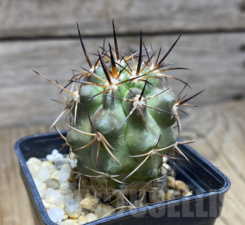 SHPR30940 Copiapoa coquimbana v.armata -S of Freirina-
