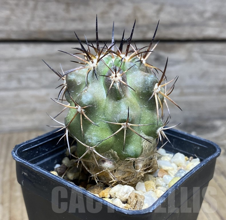 SHPR30940 Copiapoa coquimbana v.armata -S of Freirina- – Image 2
