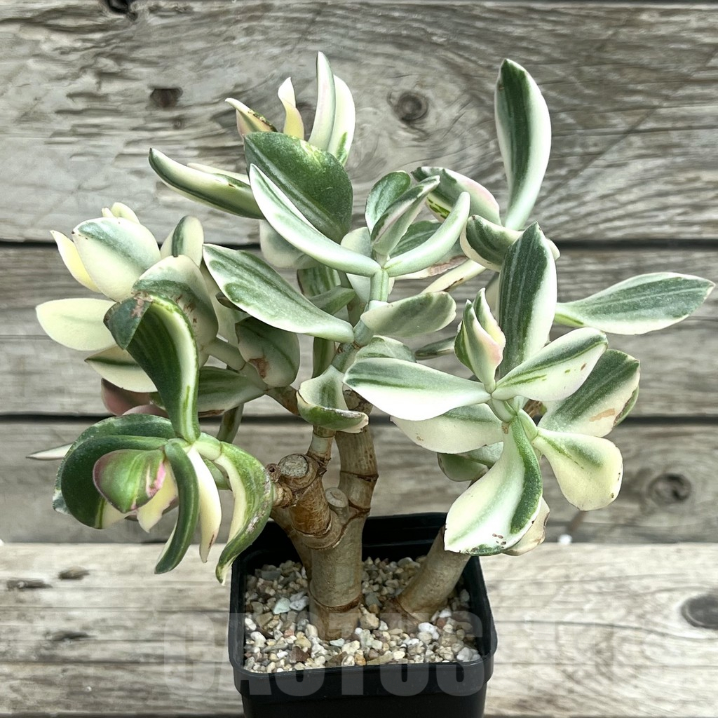 SHPR30307 Crassula arborescens ‘White’ - Image 2