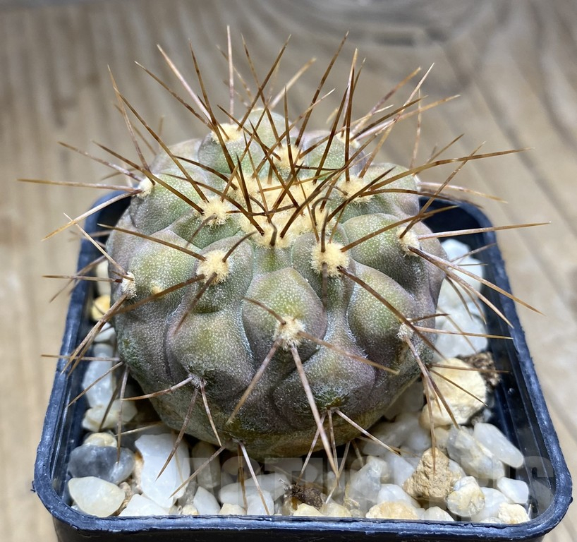 SHPR30941 Copiapoa gigantea -N of Taltal-