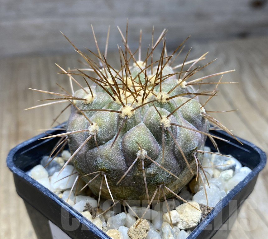 SHPR30941 Copiapoa gigantea -N of Taltal- - Image 3