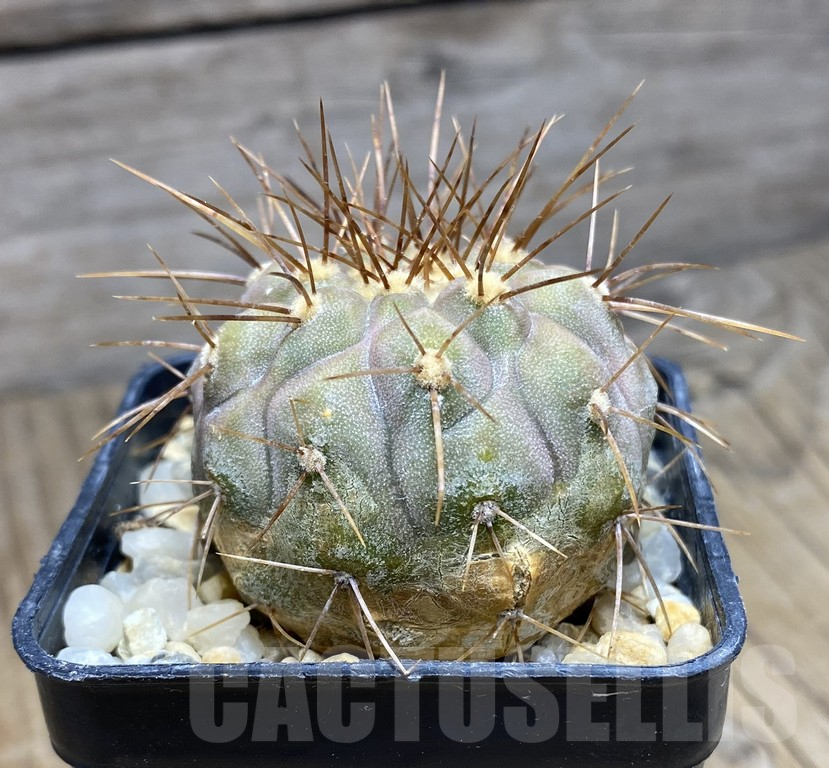 SHPR30941 Copiapoa gigantea -N of Taltal- - Image 2