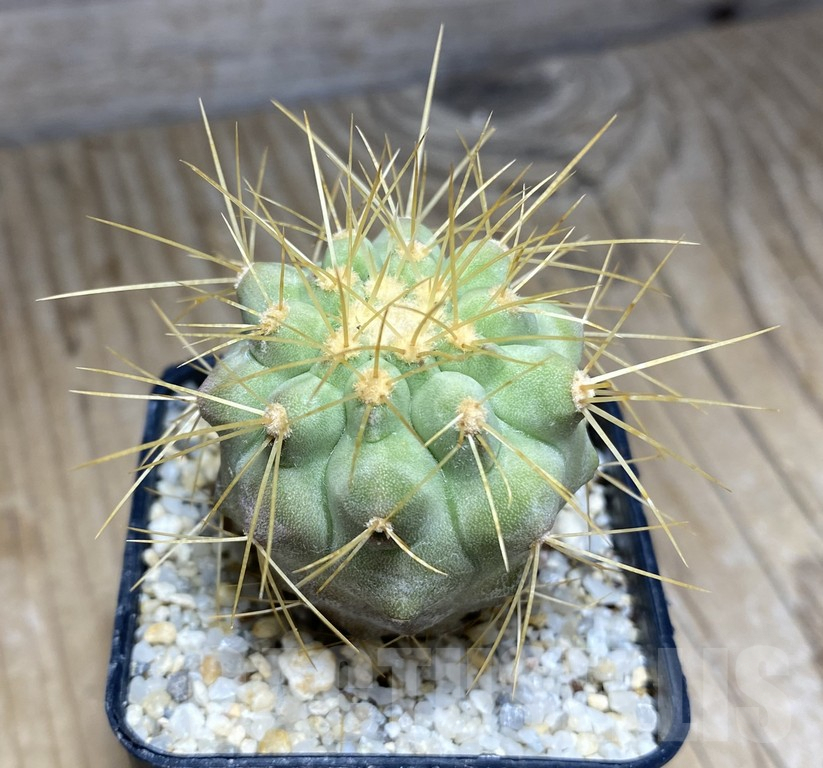 SHPR30942 Copiapoa tenebrosa -San Ramon-