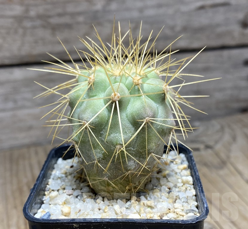 SHPR30942 Copiapoa tenebrosa -San Ramon- - Image 2