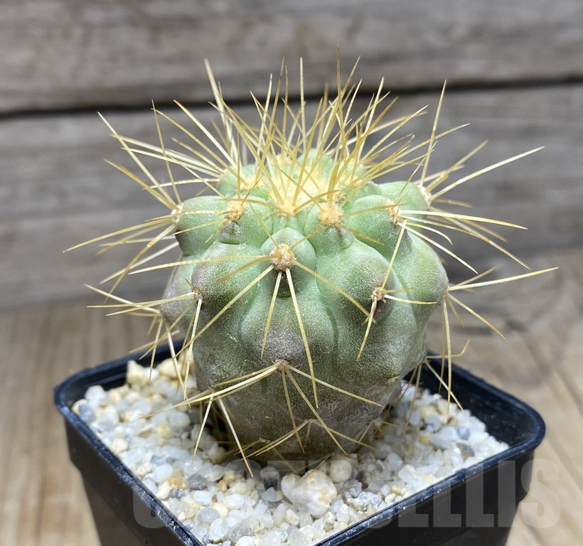 SHPR30942 Copiapoa tenebrosa -San Ramon- - Image 3