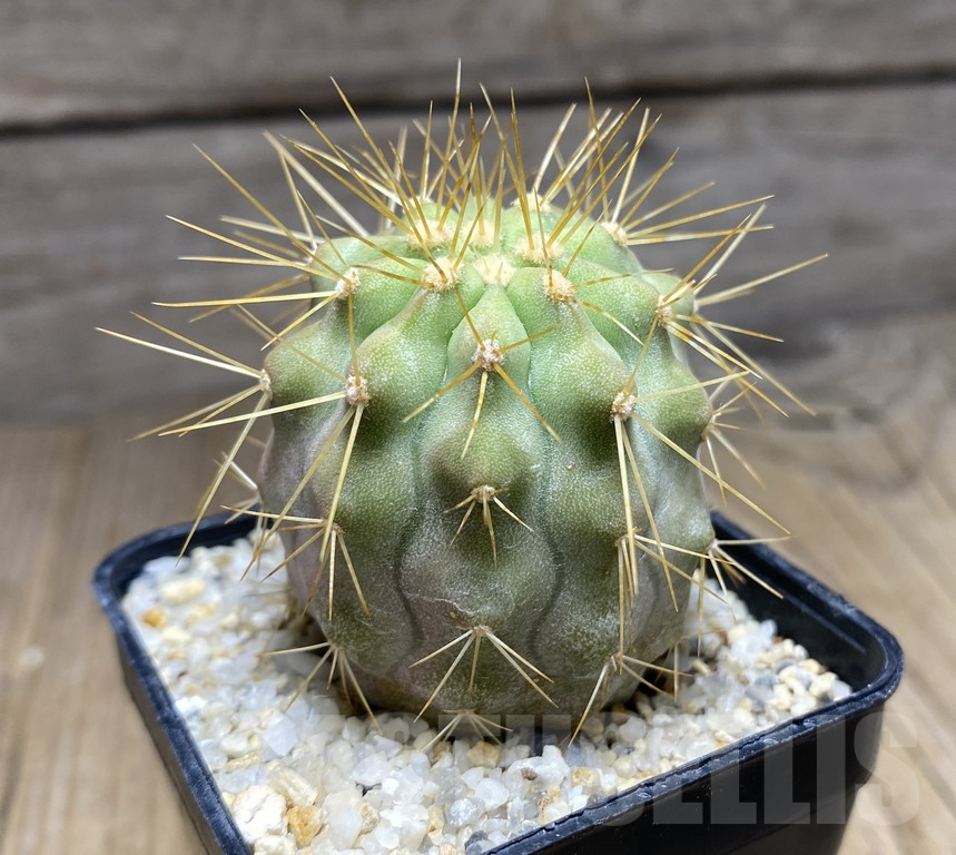 SHPR30943 Copiapoa tenebrosa -San Ramon- - Image 2