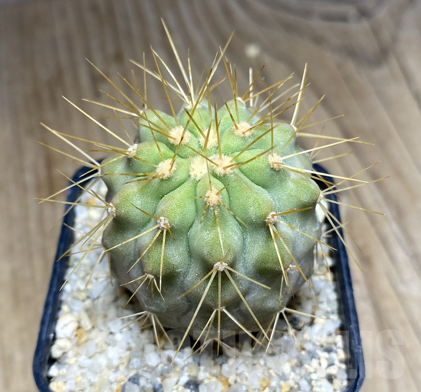 SHPR30943 Copiapoa tenebrosa -San Ramon-