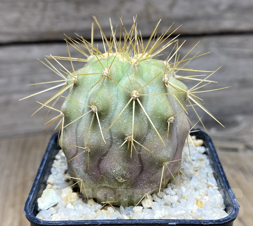 SHPR30943 Copiapoa tenebrosa -San Ramon- - Image 3
