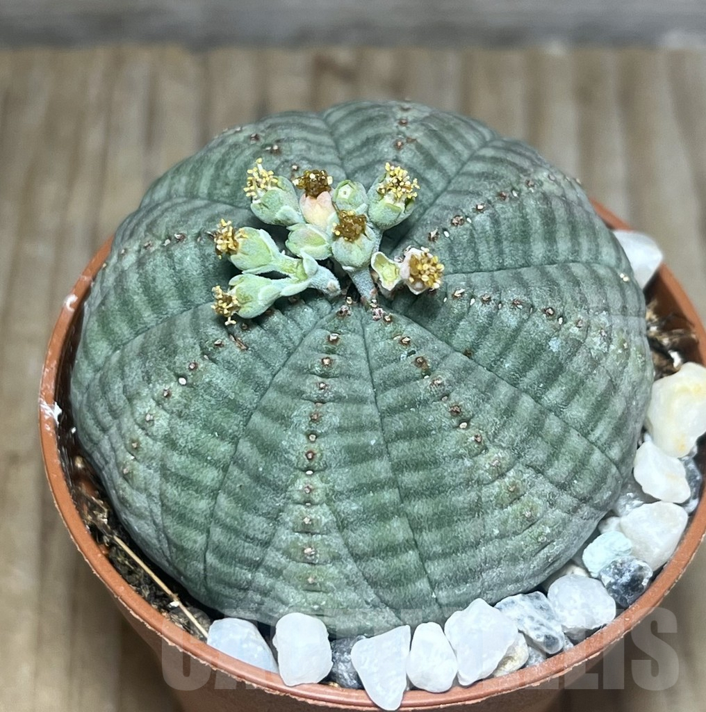 SET109 Euphorbia obesa ♀ ♂, 2 plants