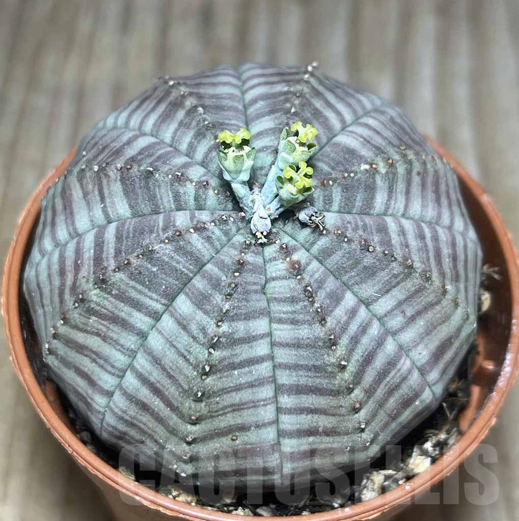 SET109 Euphorbia obesa ♀ ♂, 2 plants - Image 3