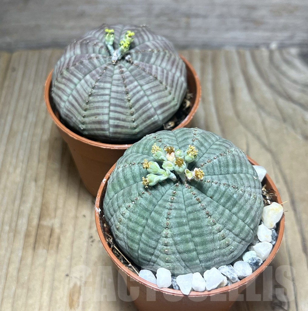 SET109 Euphorbia obesa ♀ ♂, 2 plants - Image 2