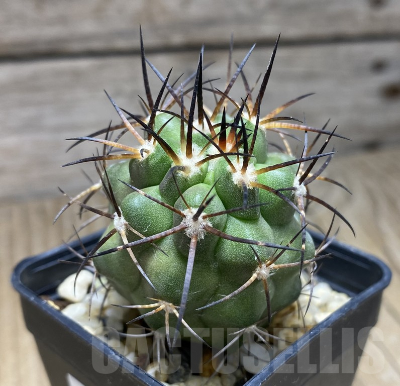 SHPR30945 Copiapoa coquimbana v.armata -S of Freirina-