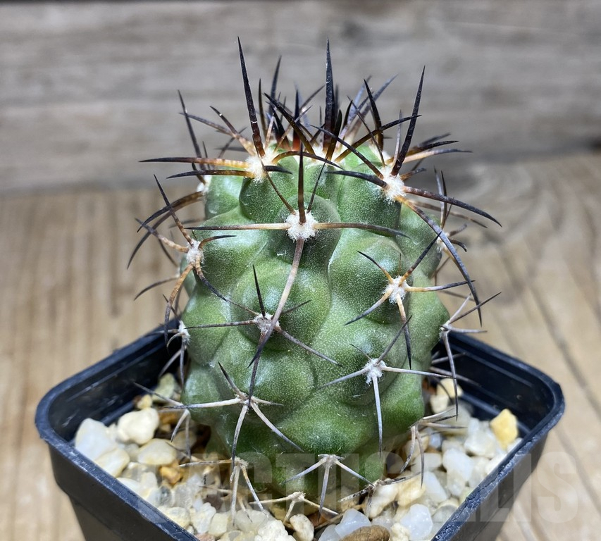 SHPR30945 Copiapoa coquimbana v.armata -S of Freirina- – Image 2