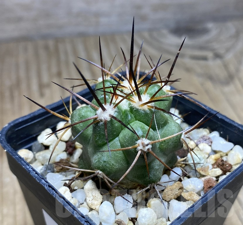 SHPR30946 Copiapoa coquimbana v.armata -S of Freirina-