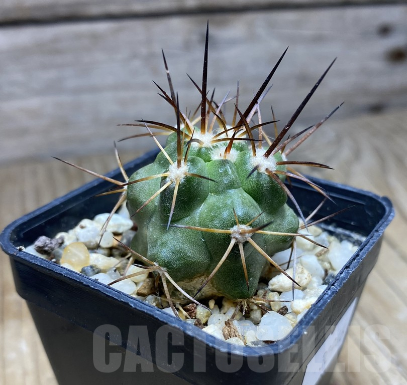 SHPR30946 Copiapoa coquimbana v.armata -S of Freirina- – Image 2