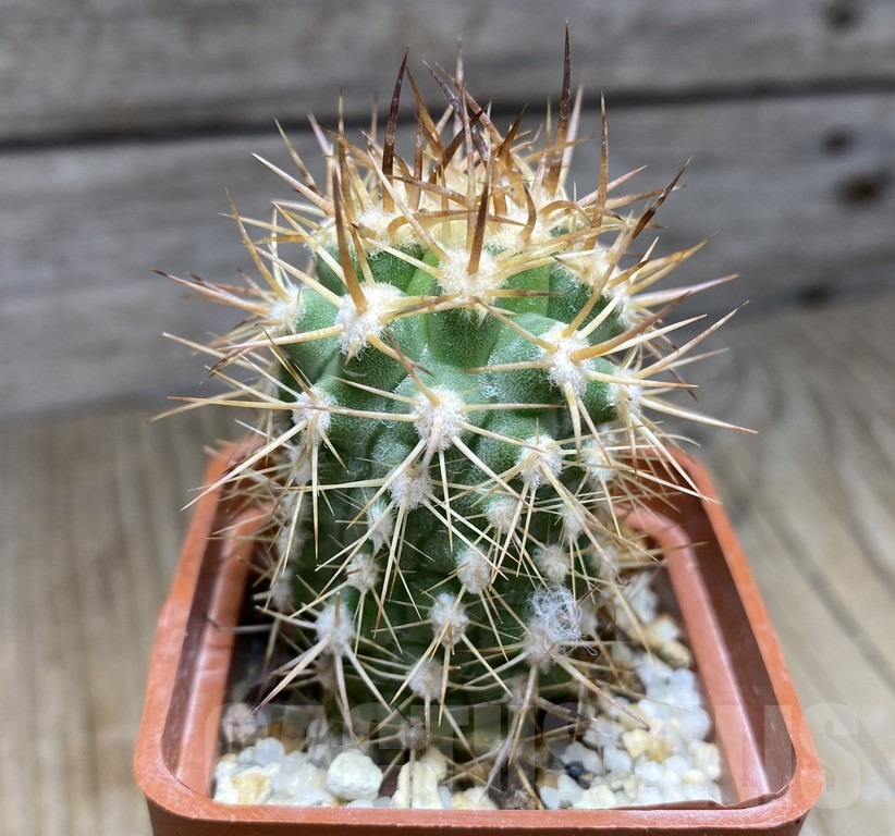 SHPR30947 Eriosyce aurata - immagine 2