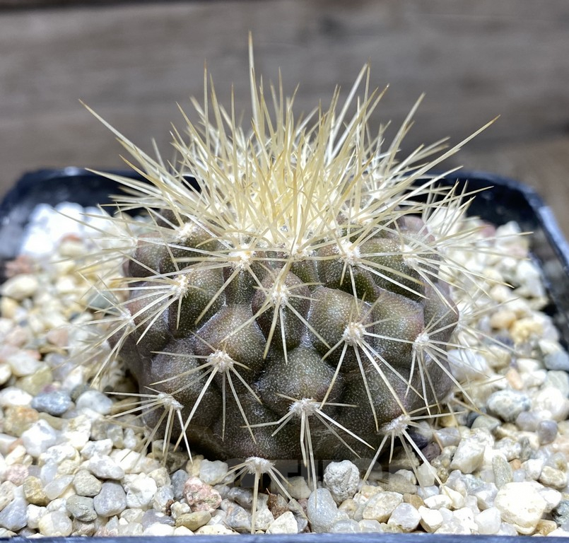 SHPR30957 Copiapoa krainziana v. scopulina