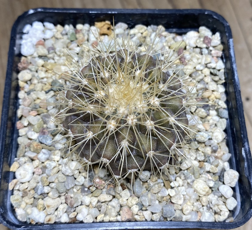 SHPR30957 Copiapoa krainziana v. scopulina – Image 2
