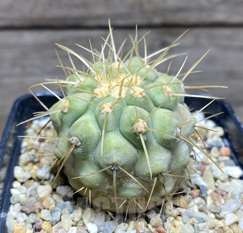 SHPR30959 Copiapoa haseltoniana