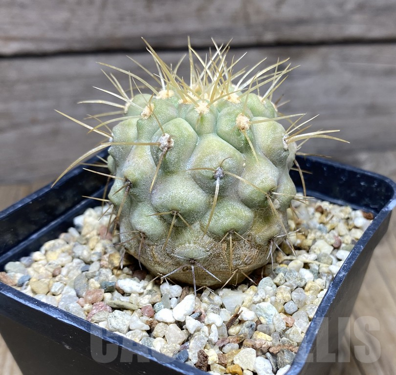 SHPR30959 Copiapoa haseltoniana – Image 2