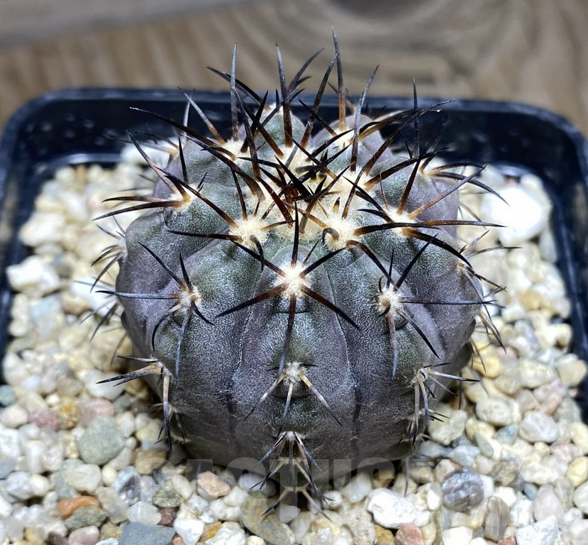 SHPR30960 Copiapoa calderana KK176