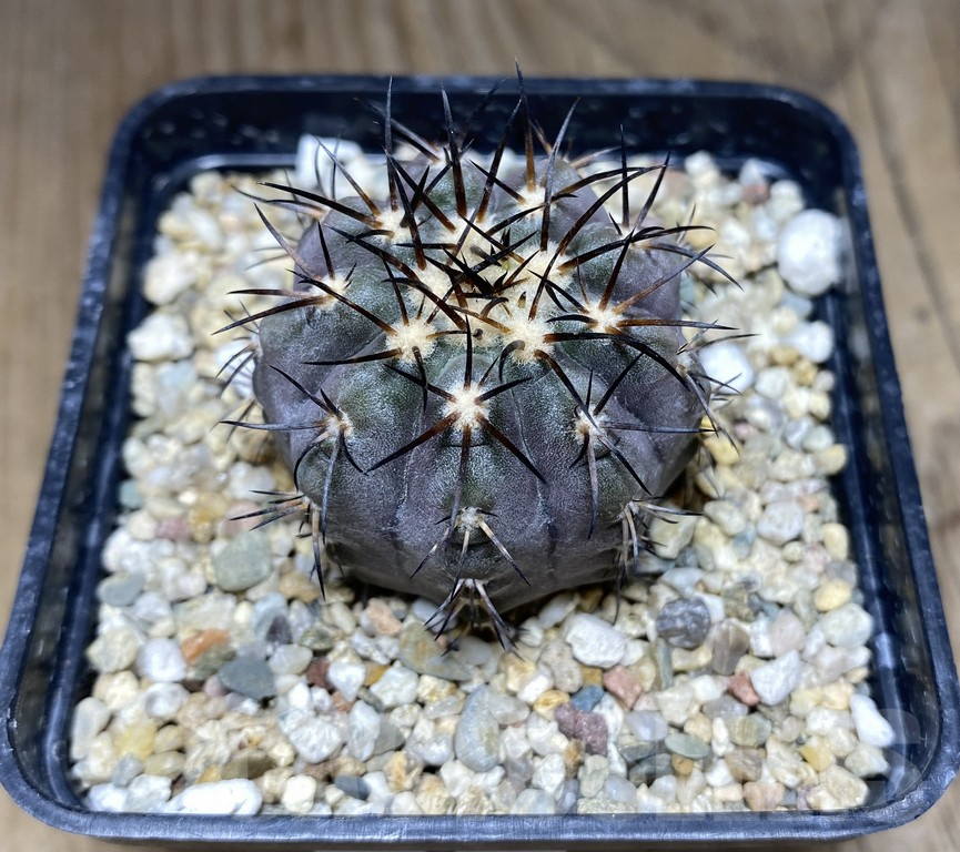 SHPR30960 Copiapoa calderana KK176 – Image 2