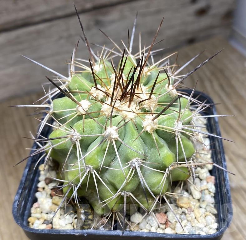 SHPR30961 Copiapoa aff. grandiflora old 10 years