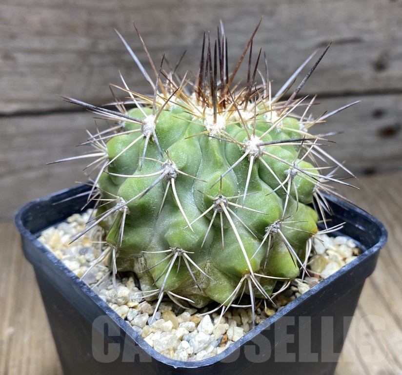 SHPR30961 Copiapoa aff. grandiflora old 10 years - Imagen 2