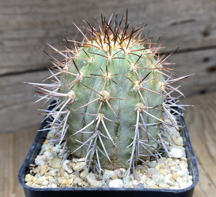 SHPR30962 Copiapoa calderana AW107 old 14 years
