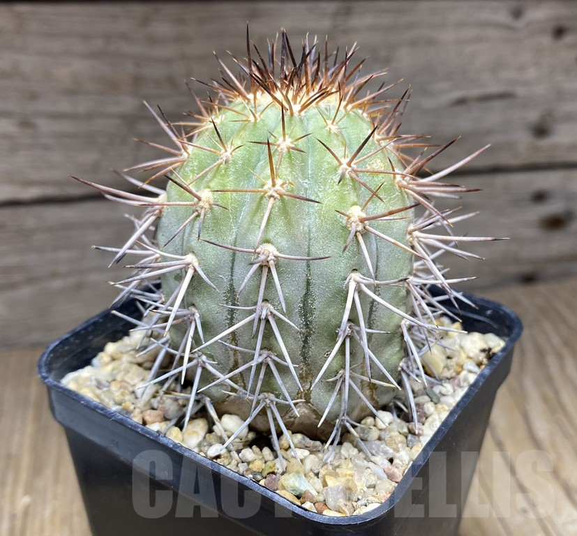 SHPR30962 Copiapoa calderana AW107 old 14 years - Imagen 2
