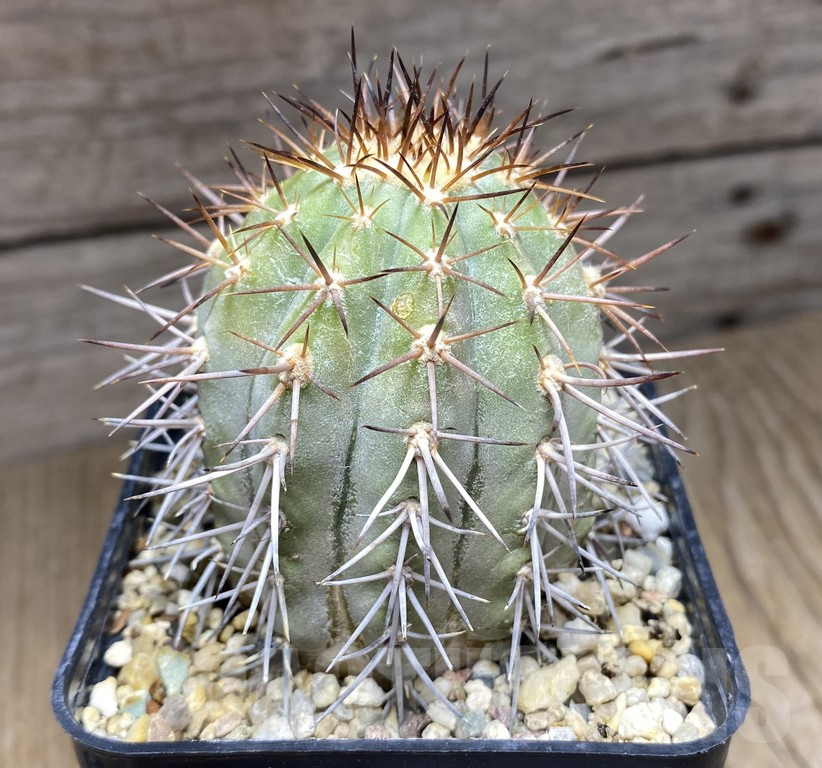 SHPR30962 Copiapoa calderana AW107 old 14 years - Imagen 3