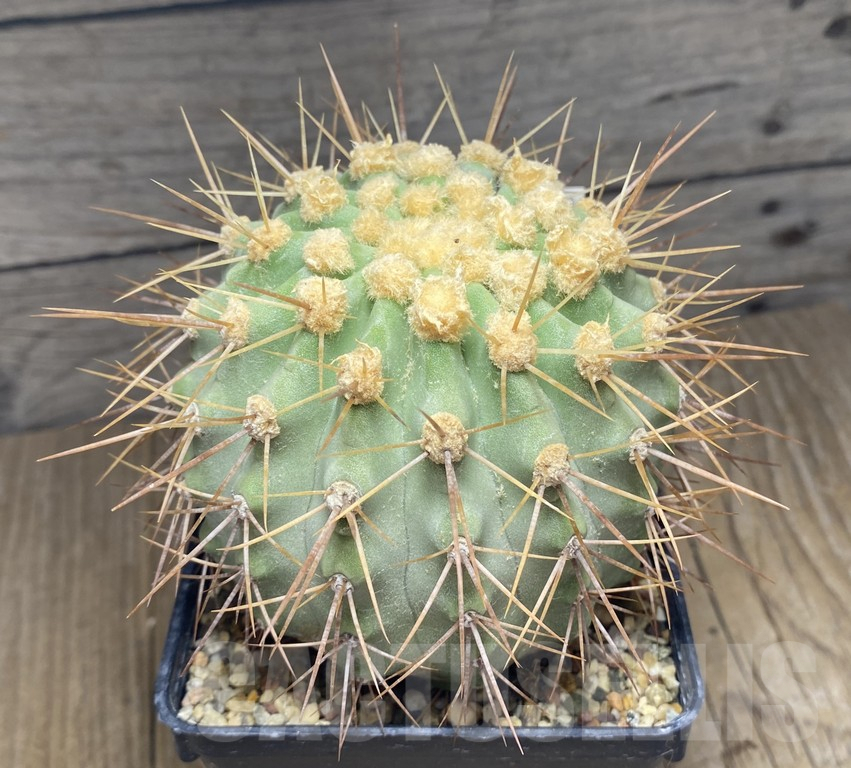 SHPR30961 Copiapoa cinerascens old 15 years grafted ?
