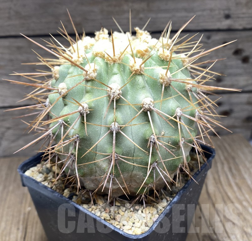 SHPR30961 Copiapoa cinerascens old 15 years grafted ? – Image 2