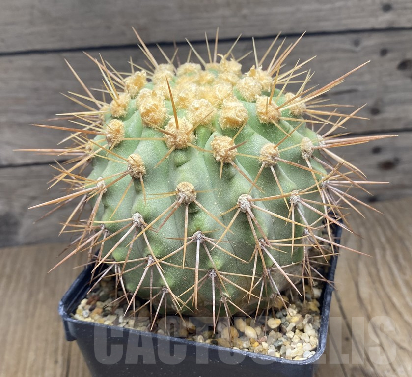 SHPR30961 Copiapoa cinerascens old 15 years grafted ? – Image 3