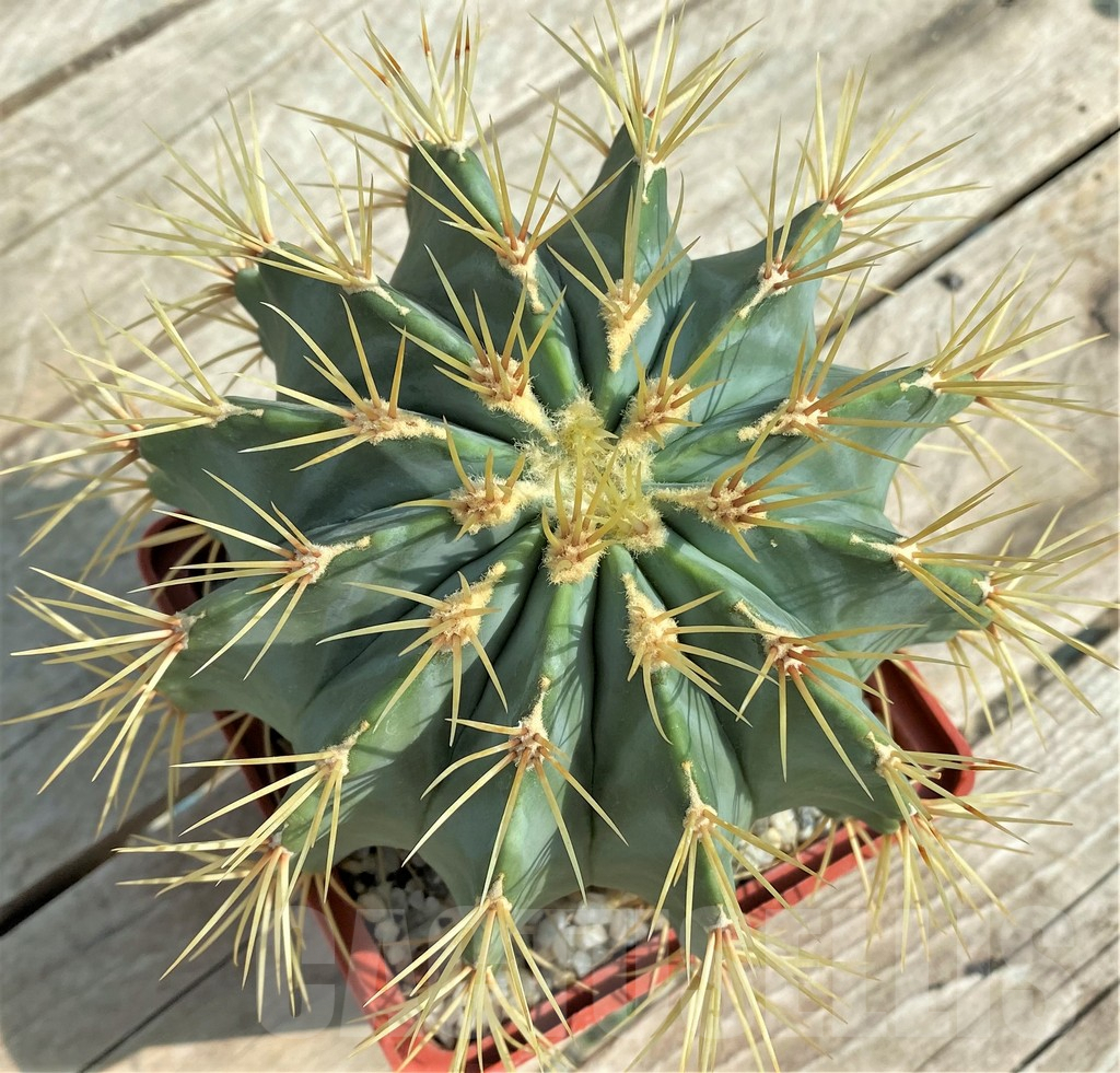 SHPR31017 Ferocactus glaucescens -Mexico, Guanajuato- - Obrázek 2