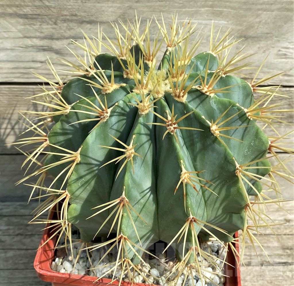 SHPR31017 Ferocactus glaucescens -Mexico, Guanajuato-