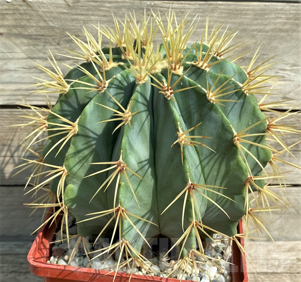 SHPR31017 Ferocactus glaucescens -Mexico, Guanajuato- - Obrázek 3