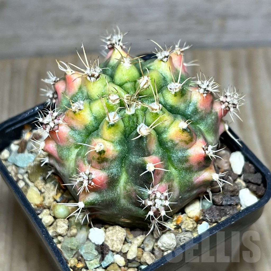 SHPR30396 Gymnocalycium damsii f.variegata, seedling