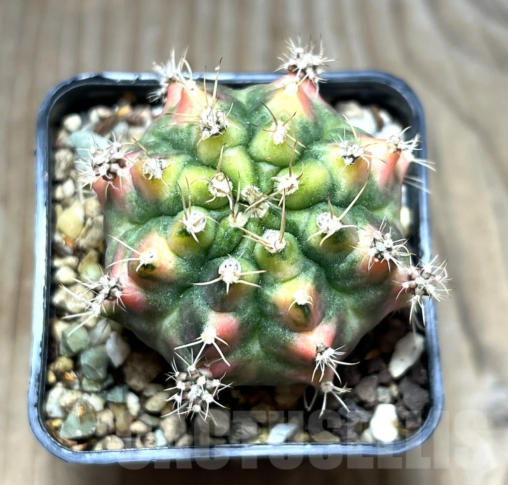 SHPR30396 Gymnocalycium damsii f.variegata, seedling - Image 2