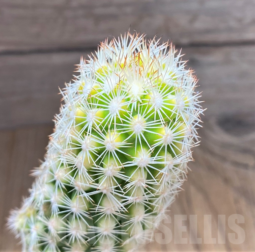 SHPR31018 Escobaria grata f. variegata, grafted
