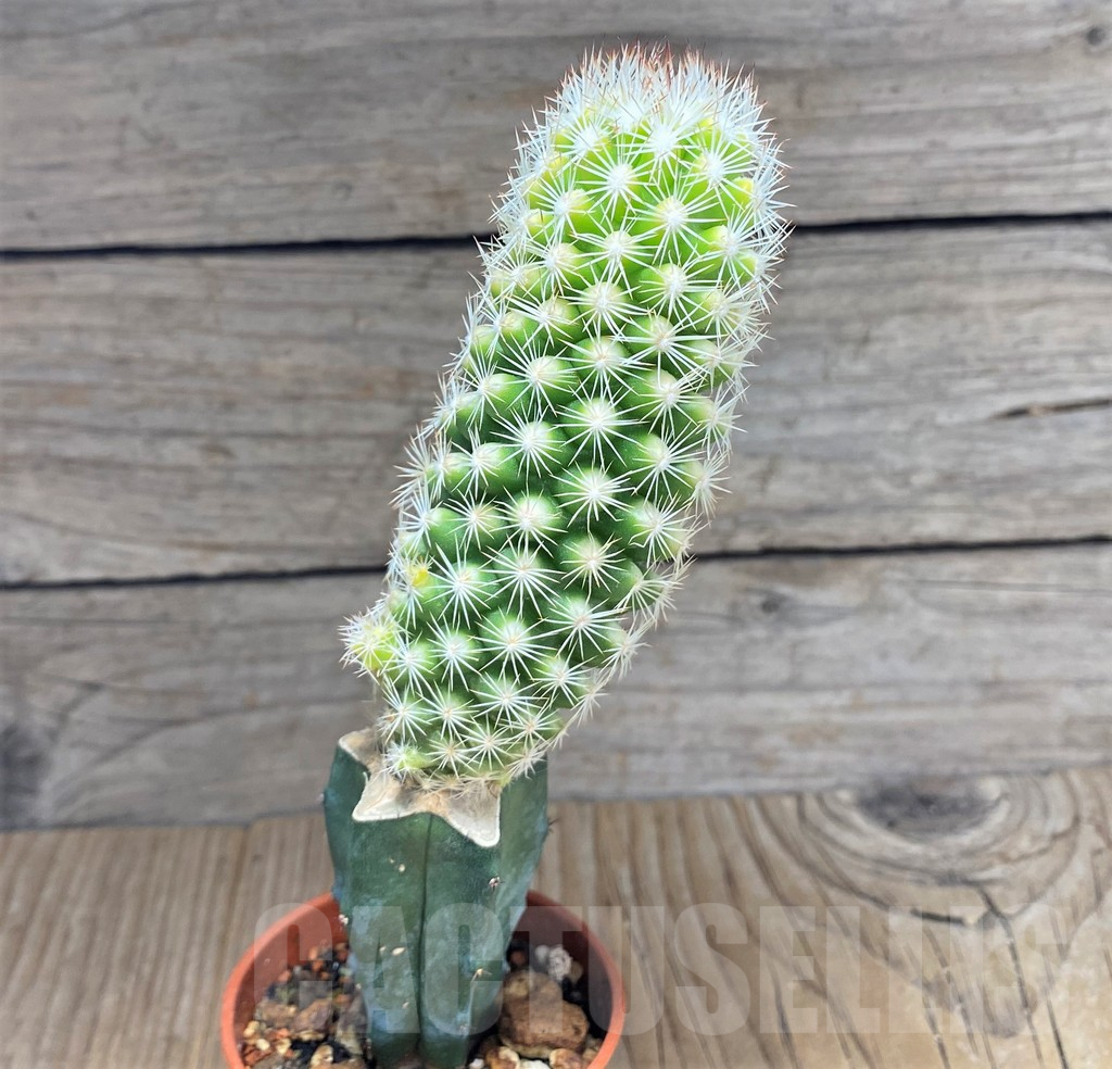 SHPR31018 Escobaria grata f. variegata, grafted - Image 2